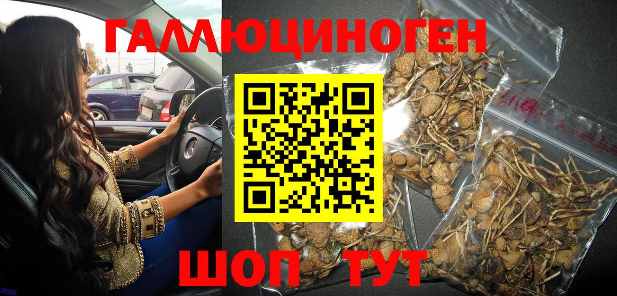 закладка  Галлюциногенные грибы MAGIC MUSHROOMS  Вход с VPN  Новозыбков 